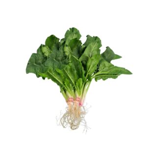 Bunch of organic baby spinach with roots